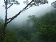 cloud forest.jpg